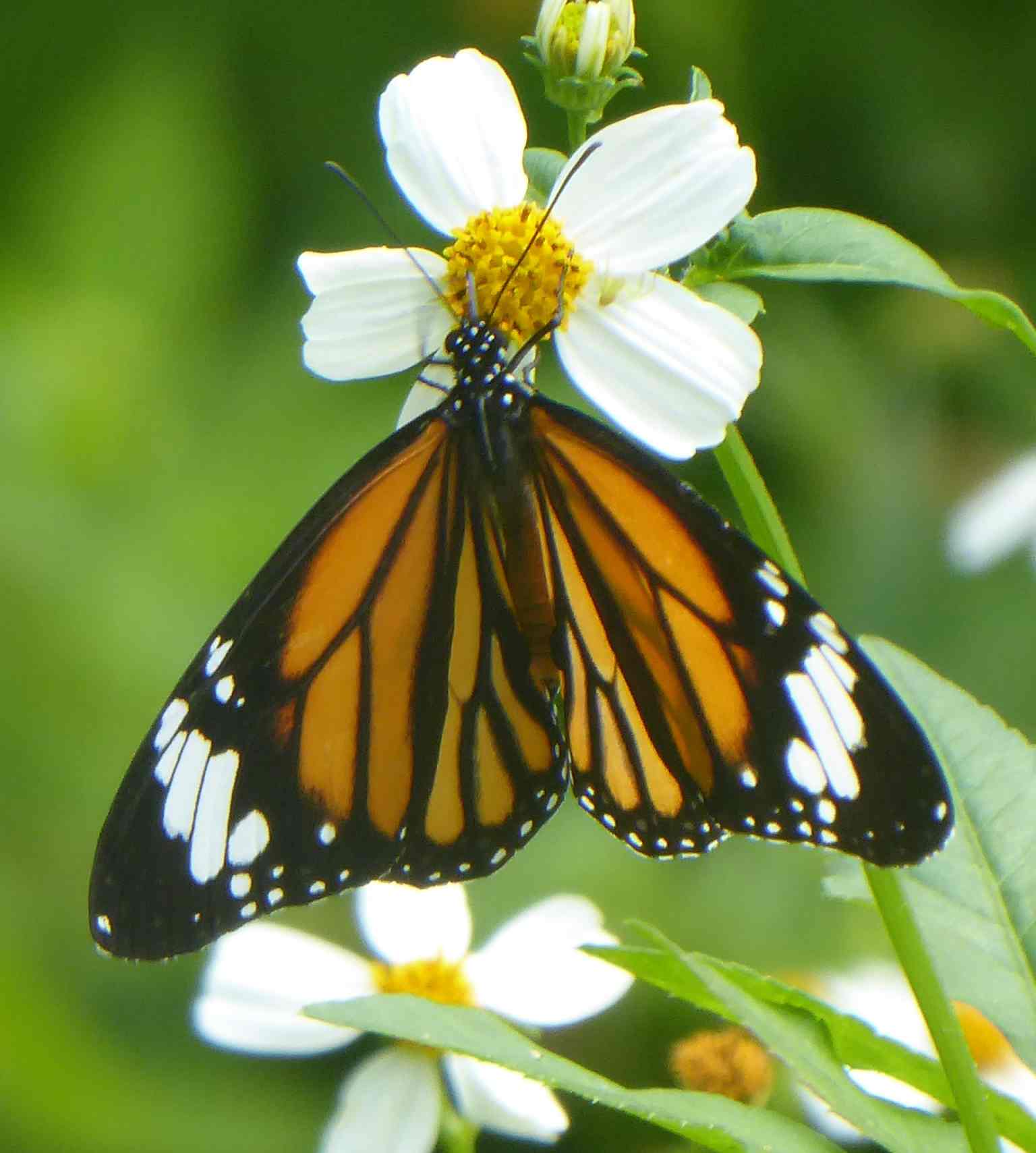 Danaus genutia Danaus genutia